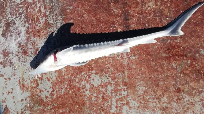 Keban Baraj Gölü'nde Sibirya mersin balığı sürprizi